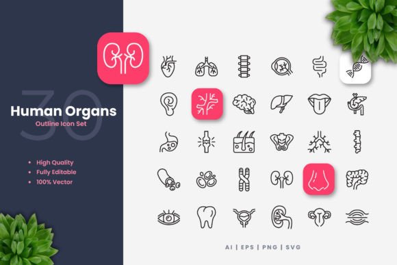 Human Organs Outline Icons for Modern Design